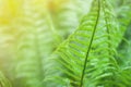 Close up of fresh bright green fern in spring with sun flare Royalty Free Stock Photo