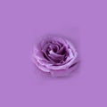 Close up of fresh bright violet rose on empty monochrome background, Square Isolate Macro shot, picture for postcard and Royalty Free Stock Photo