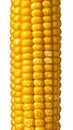 Close up of Fresh Bright Yellow Corn on the Cob with Water Droplets on White Royalty Free Stock Photo
