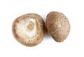 Close-up of Fresh brown (Lentinula edodes) or shiitake edible mushrooms on white background. Royalty Free Stock Photo