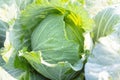 Close up fresh Cabbage in farm field vegetable organic background.Cabbagein the rainy season