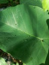 Close-up of fresh caladium leaf with water droplets Royalty Free Stock Photo