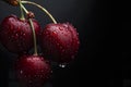 Close up of fresh cherries with water drops on dark background Royalty Free Stock Photo