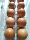 Close-up of Fresh Chicken Eggs in Packaging Royalty Free Stock Photo