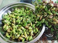 Close up of fresh Chickpea plant