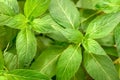 Fresh chinese wild mint leaves in the garden, top view