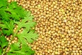 close-up of fresh cilantro leaves and seeds