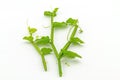 Close up fresh of Cissus Quadrangularis Linn.( Edible - Stemed V Royalty Free Stock Photo