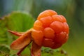 Close up of a fresh cloudberry still growing on the plant