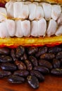 Close up of a fresh cocoa beans in a cocoa pods and dark dry cocoa bean on wooden table Royalty Free Stock Photo