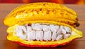 Close up of a fresh cocoa beans in a cocoa pods on wooden table Royalty Free Stock Photo