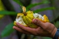 Close up of fresh Cocoa fruit in farmers hands. Organic cacao fruit - healthy food. Cut of raw cocoa inside of the Royalty Free Stock Photo