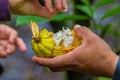 Close up of fresh Cocoa fruit in farmers hands. Organic cacao fruit - healthy food. Cut of raw cocoa inside of the