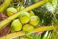 The close up of fresh coconut Royalty Free Stock Photo
