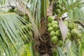 Close-up ,Fresh coconut at Thailand Royalty Free Stock Photo
