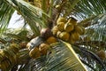 Close up fresh coconut tree in summer Royalty Free Stock Photo