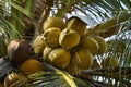 Close up fresh coconut tree in summer Royalty Free Stock Photo