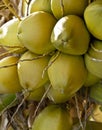 Close up fresh Coconuts Cluster on the Coconut Tree. Royalty Free Stock Photo