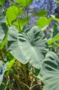 Fresh colocasia esculenta leaves in nature garden