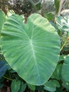 Fresh colocasia esculenta leaves in nature garden