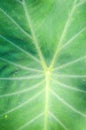 Fresh colocasia esculenta leaves texture for background