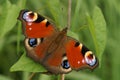 Close up of a fresh colorful Peacock butterfly , Inachis io