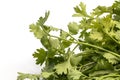 Close up fresh Coriander green leaves isolate on white background. Royalty Free Stock Photo