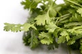 Close up fresh Coriander green leaves isolate on white background. Royalty Free Stock Photo