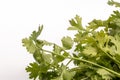 Close up fresh Coriander green leaves isolate on white background. Royalty Free Stock Photo