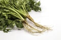 Close up fresh Coriander roots isolate on white background. Royalty Free Stock Photo