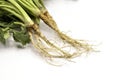 Close up fresh Coriander roots isolate on white background. Royalty Free Stock Photo