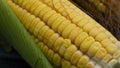 Close up of fresh corn cob with green leaves Royalty Free Stock Photo