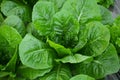 Close-up Of Fresh Cos Lettuce Leaves For Food Background