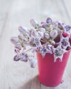 Fresh Crown flower or Calotropis giantea on wooden table Royalty Free Stock Photo