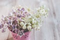 Fresh Crown flower or Calotropis giantea on wooden table Royalty Free Stock Photo