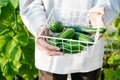 Close-up of fresh cucumbers in basket in young male hands. Growing healthy organic natural food at home, gardening hobby