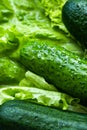 Close-up fresh cucumbers. Seasonal food. Summer freshness healthy diet.