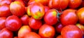 Close up of fresh cultivated tomatoes Royalty Free Stock Photo