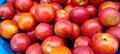 Close up of fresh cultivated tomatoes Royalty Free Stock Photo