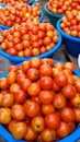 Close up of fresh cultivated tomatoes Royalty Free Stock Photo