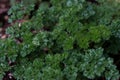close up of fresh curly parsley growing in the garden Royalty Free Stock Photo