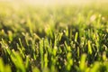 Close-up of fresh cut grass on the lawn, selective focus Royalty Free Stock Photo