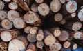 Close up of fresh cut timber wood piled up in frozen forest Royalty Free Stock Photo