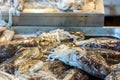 Close Up of Fresh Cuttlefish at the Italian Market Royalty Free Stock Photo