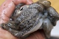 A close up of a fresh cuttlefish Royalty Free Stock Photo