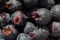 Close up of fresh dew covered saskatoon berries with detailed texture Royalty Free Stock Photo