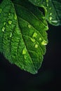 Close-up of Fresh Dew Drops on a Green Leaf Royalty Free Stock Photo