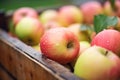 close-up of fresh, dewy organic apples in a wooden crate Royalty Free Stock Photo