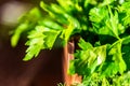 Fresh dill and parsley in wooden box close Royalty Free Stock Photo