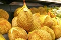 Close up fresh durian for sale on display rack inside superstore